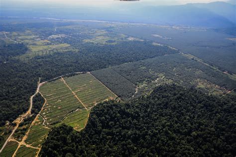Review Izin Sawit Selamatkan Hutan Tanah Papua Analisis Data Katadata