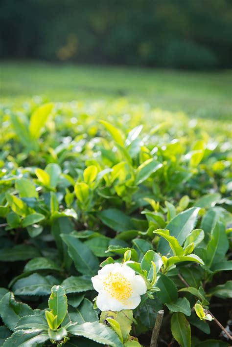 grow tea minto island tea company