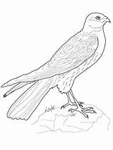 Coloring Pages Hawk Getdrawings sketch template