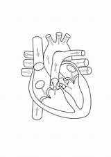 Heart Diagram Drawing Getdrawings Simple sketch template