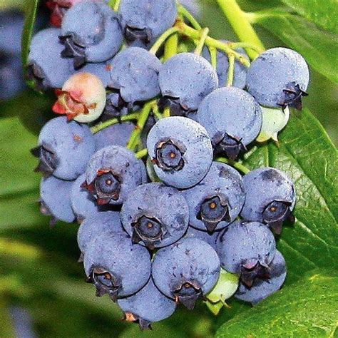 blueray blueberry plant  pounds  berries  bush  pot walmartcom