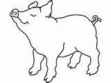 Porcino Ganado Cerdo Cerdos sketch template