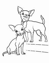Chihuahua Coloring Kleurplaat Mascotas Therapy Perros Dibujos Malvorlage Downloaden Uitprinten sketch template