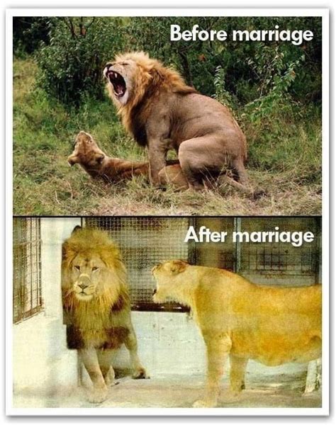 Married Lions Before After ~ Funny Joke Pictures