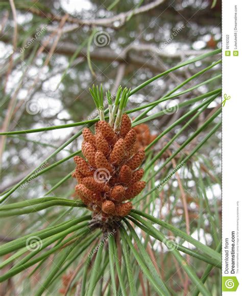 Immature Male Or Pollen Cones Of Pine Tree Conifer Cones