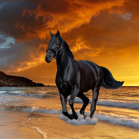 black beauty stallion horse image  stock photo public domain