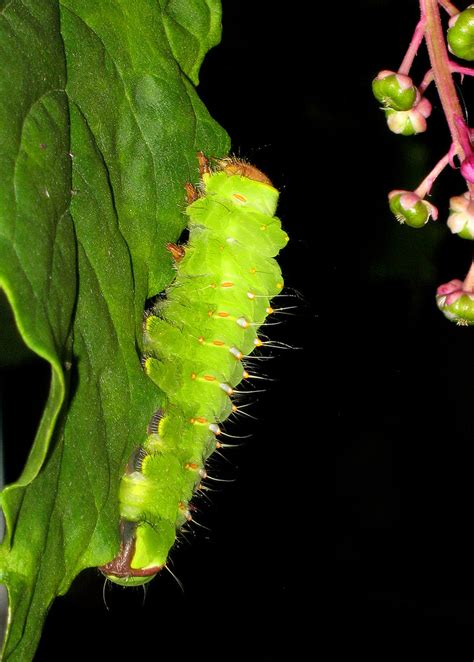 antheraea polyphemus larva polyphemus moth troutville