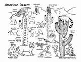 Desert Draw Drawing Animals American Coloring Ecosystem Habitats Biome Life Habitat Pages Exploringnature Animal Kids Teacher Science sketch template