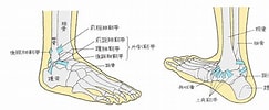 足の構造 に対する画像結果.サイズ: 243 x 100。ソース: www.kouishougai.jp