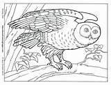 Coloring Pages Animal Realistic Cool Animals Color Kids Sheets Az Popular Coloringhome Recognition Develop Ages Creativity Skills Focus Motor Way sketch template