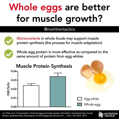 eggs    muscle growth