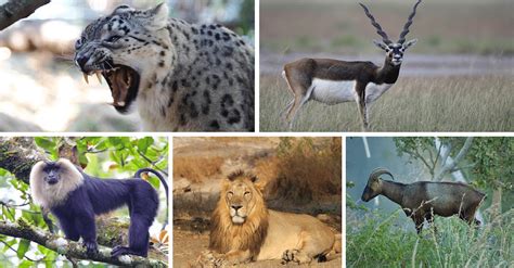 rare  exotic wildlife species      india   india