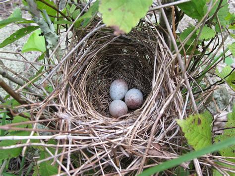 blue jay barrens field sparrow nest