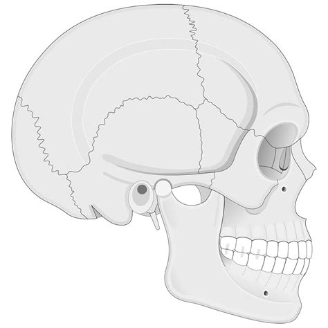 skull lateral view diagram quizlet