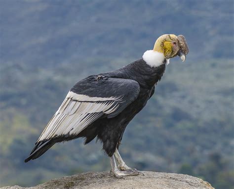 top  imagen diferencia entre condor  aguila abzlocalmx