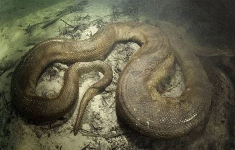Pix Grove Photographer Filmed Anaconda Underwater