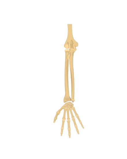 radius  ulna bones anatomy getbodysmart