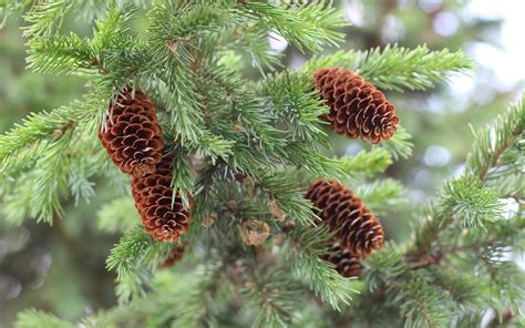 Rustic Fabrics For Cabins And Lodges Pine Cones And Pine Trees