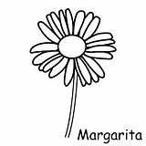Margaritas Dibujos sketch template