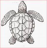 Turtle Coloring Sea Pages Printable Turtles Realistic Drawing Adult Baby Outline Snapping Adults Print Drawings Anatomy Leatherback Life Google Color sketch template
