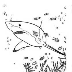 white tipped reef shark coloring   designlooter