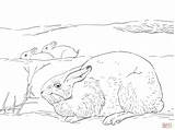 Coloring Arctic Pages Biome Drawing Hare Hares Tundra Printable Clipart Easy Main Popular Kids Supercoloring Skip Coloringhome sketch template