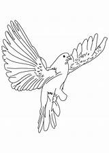 Taube Ausmalbild Colombe Ausmalbilder Malvorlagen Doves Coloriage Bird Kostenlos Coloriages Recognition Motor sketch template