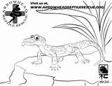 Coloring Gecko Albanysinsanity Crested sketch template