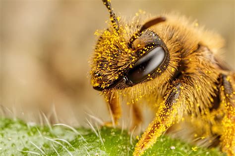 pollen covered pollinator iv  dalantech  deviantart