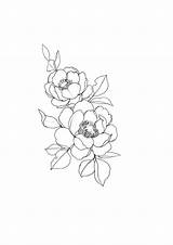 Tegninger Blomster Wallpapercave Flotte Magnolia Blumenzeichnung Illustrat Sjove Dibujo Minimalista Hashtag Webstockreview Imagenpng Selbermachendeko Diyflowers Shapes Tegning sketch template