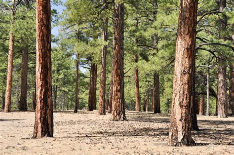 identifying pine trees  pine trees   grow   landscape