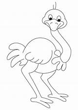 Ostrich Coloring Pages Kids Asian Preschool Printable Color Colouring Drawing Cartoon Worksheets Animals Animal Bestcoloringpages Letter Draw Line Ostriches Drawings sketch template