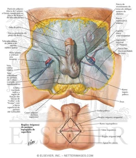 perineum and external genitalia superficial dissection