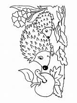 Hedgehog Coloring Pages Printable Getcolorings Getdrawings sketch template