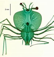 Afbeeldingsresultaten voor "scyllarus Martensii". Grootte: 175 x 185. Bron: www.flickr.com