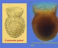 Image result for "codonella Galea". Size: 120 x 100. Source: gallery.obs-vlfr.fr