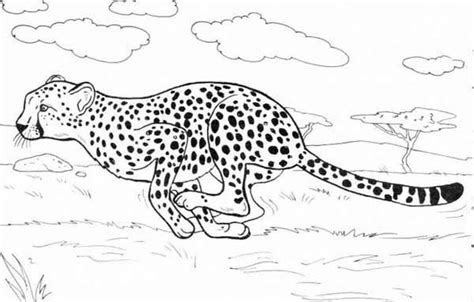 printable cheetah coloring pages ryleighilcantu