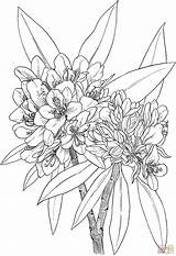 Rhododendron Colorare Rododendro Laurel Rosebay Disegni Louro Edelweiss Colorir Montagna Malvorlage Flores Supercoloring Selvagem Sunflower Adelfa Sketches Tealnotes sketch template