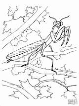 Mantis Praying Religiosa Mantide Insect Coloringbay Preying sketch template