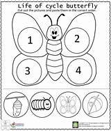 Butterfly Cycle Worksheet Life Preschool Kindergarten Worksheets Kids Activities Craft Toddlers Cycles Lessons Bug Counting Human Choose Board Fun Learn sketch template
