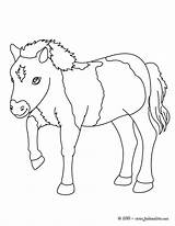 Poulain Ausmalen Poni Ponys Pferde Colorier Hellokids Coloriages Farm Bebes Ponies Ponis sketch template