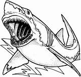 Jaws Coloring Shark Movie sketch template