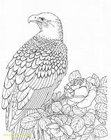 Eagle Coloring Bald Pages Printable Realistic Kids Color Falcon Adult Template Bird Sea Outline Baby Print Eagles Adults Supercoloring Drawing sketch template