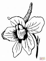 Larkspur Flower Coloring Pages Flowers Drawing Delphinium Tall Printable Quince Color Beautiful Print Online Elongatum Recommended Getdrawings Supercoloring Silhouettes sketch template