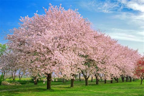 interesting facts  cherry blossoms  didnt  farmers