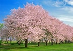 Afbeeldingsresultaten voor Cherry Blossom. Grootte: 143 x 101. Bron: www.farmersalmanac.com