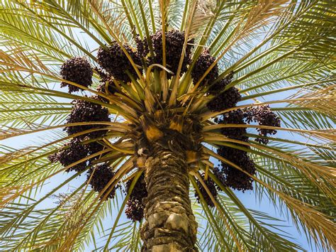 grow  care  date palm trees