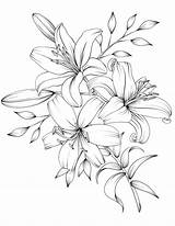 Flower Drawing Coloring Pages Flowers Printable Adult Drawings Tattoo Bouquet Book Lilies Botanicum Lily Outline Digital Pdf Pencil Line Rose sketch template