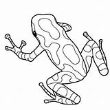 Dart Poison Frogs Rainforest Snake Adulte Abcteach Draw Grenouille Grenouilles Designlooter Rana Cache1 Tattoos Gravure Pochoirs Verre Broderie Shirley Peinture sketch template
