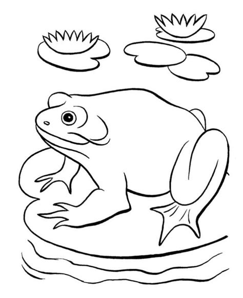 frog coloring pages  adults frog coloring pages cute coloring